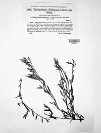 Uromyces polygoni-avicularis image